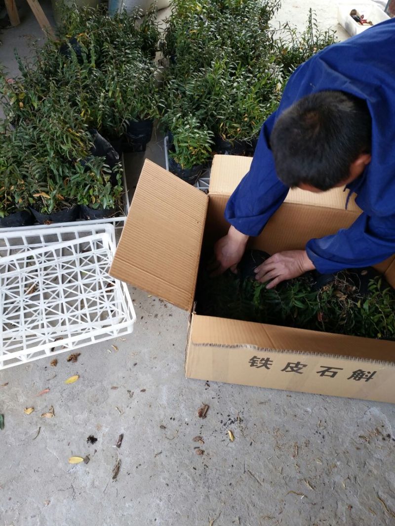 铁皮石斛盆花铁皮石斛黑盆盆栽量大从优