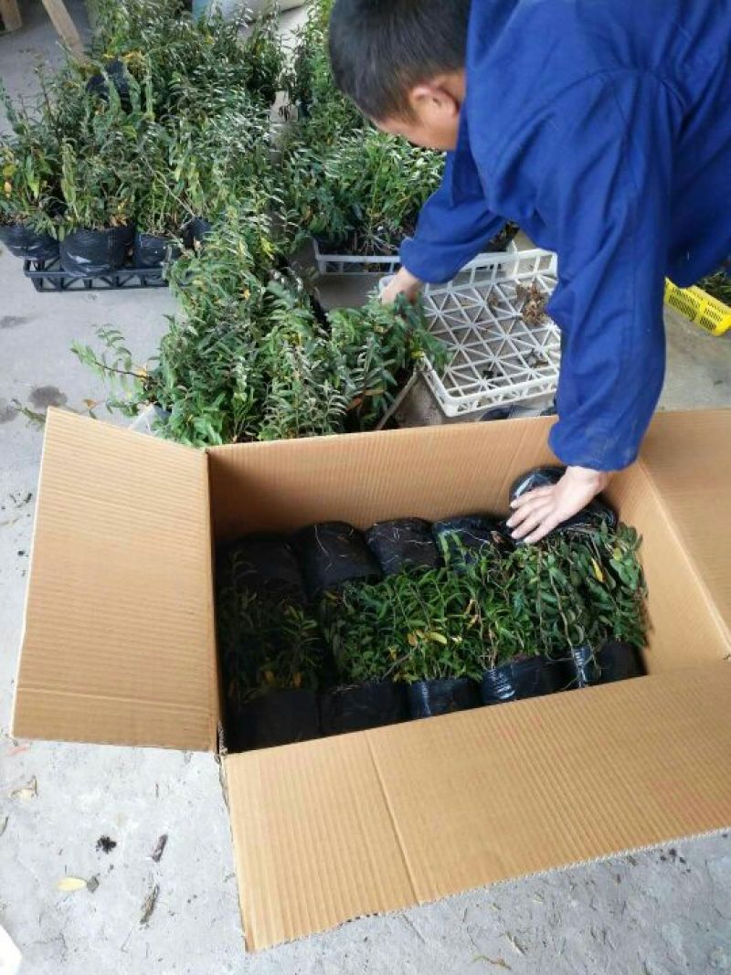 铁皮石斛盆花铁皮石斛黑盆盆栽量大从优