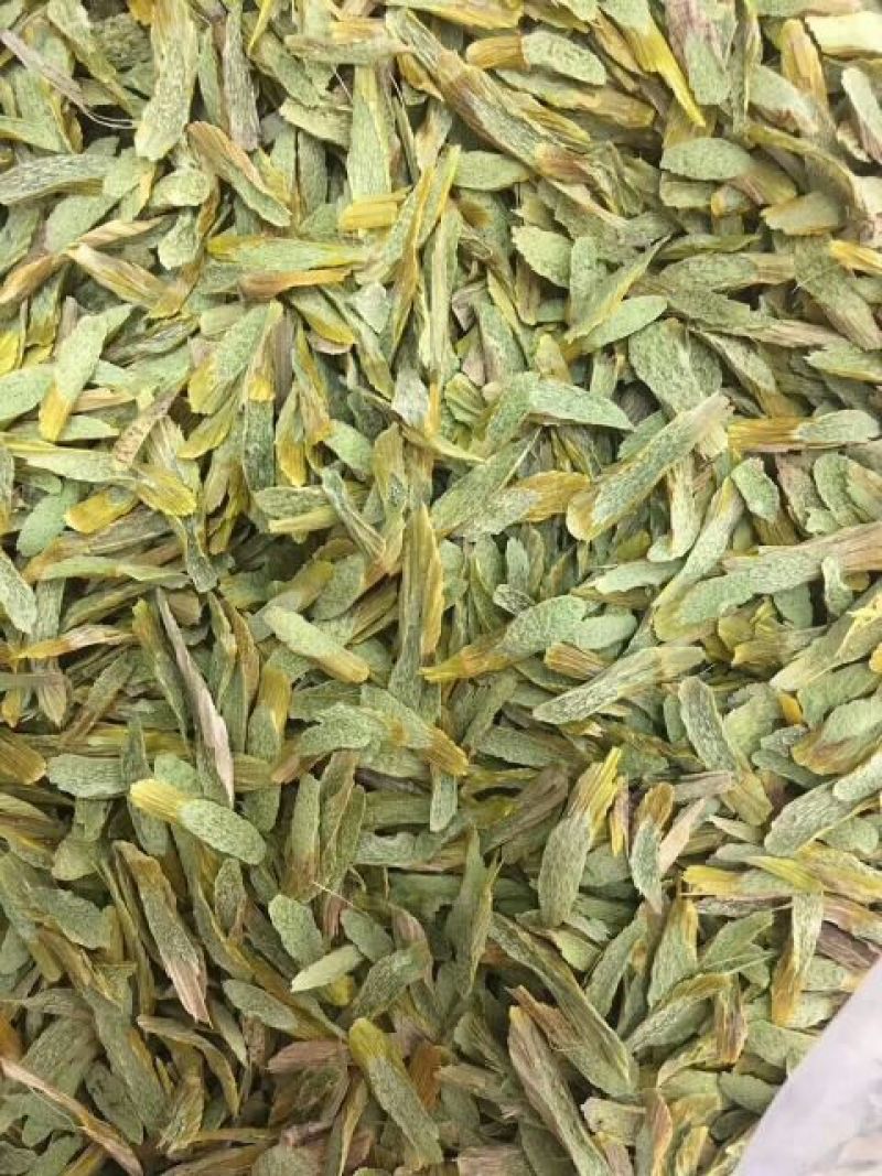 雁荡山铁皮石斛切片量大从优