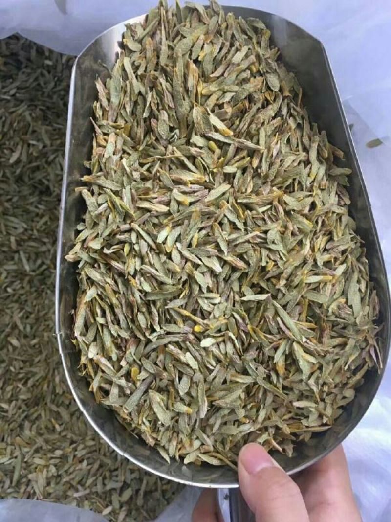 雁荡山铁皮石斛切片量大从优