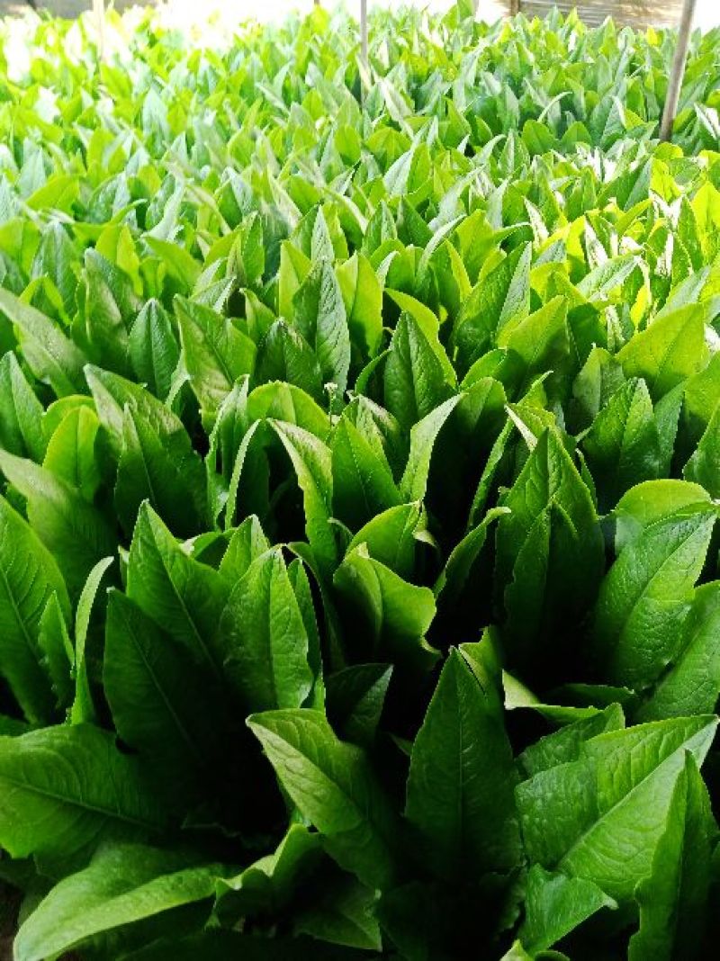 【推荐】精品油麦菜，常年大量供应，提供任何包装。