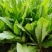 【推荐】精品油麦菜，常年大量供应，提供任何包装。