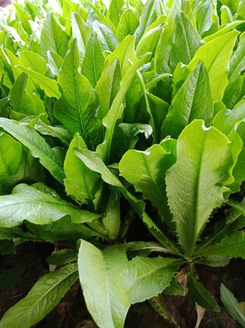 【推荐】精品油麦菜，常年大量供应，提供任何包装。