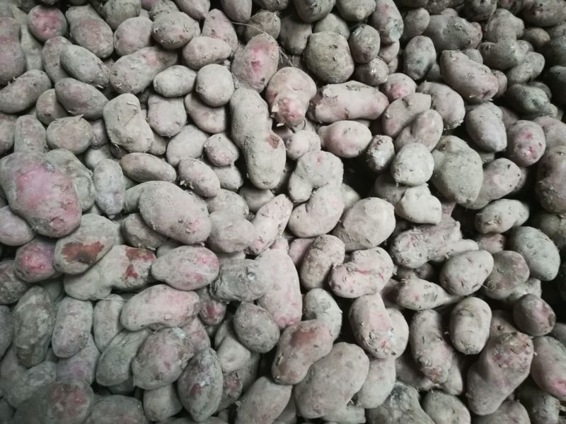 青薯9号土豆精品4两以上