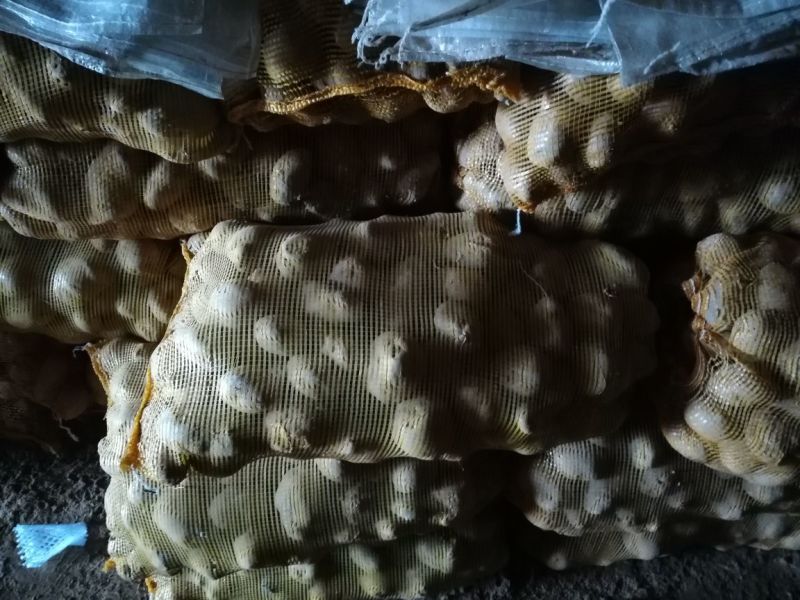 青薯9号土豆精品4两以上