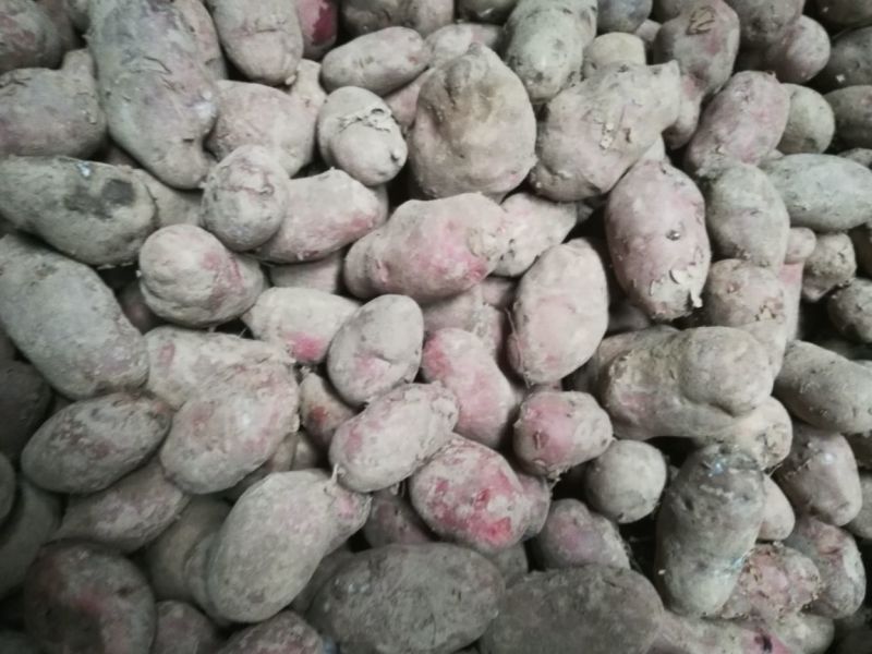 青薯9号土豆精品4两以上