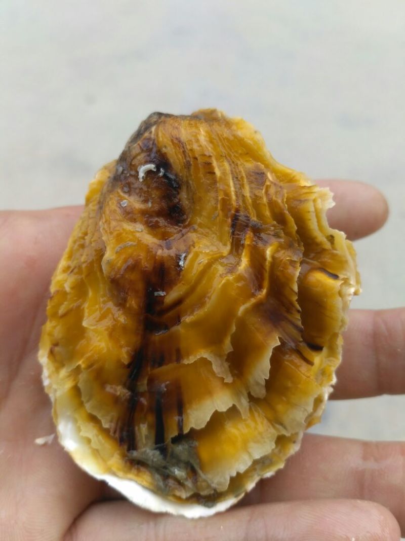 福建半壳生蚝，全壳生生蚝产地供应，