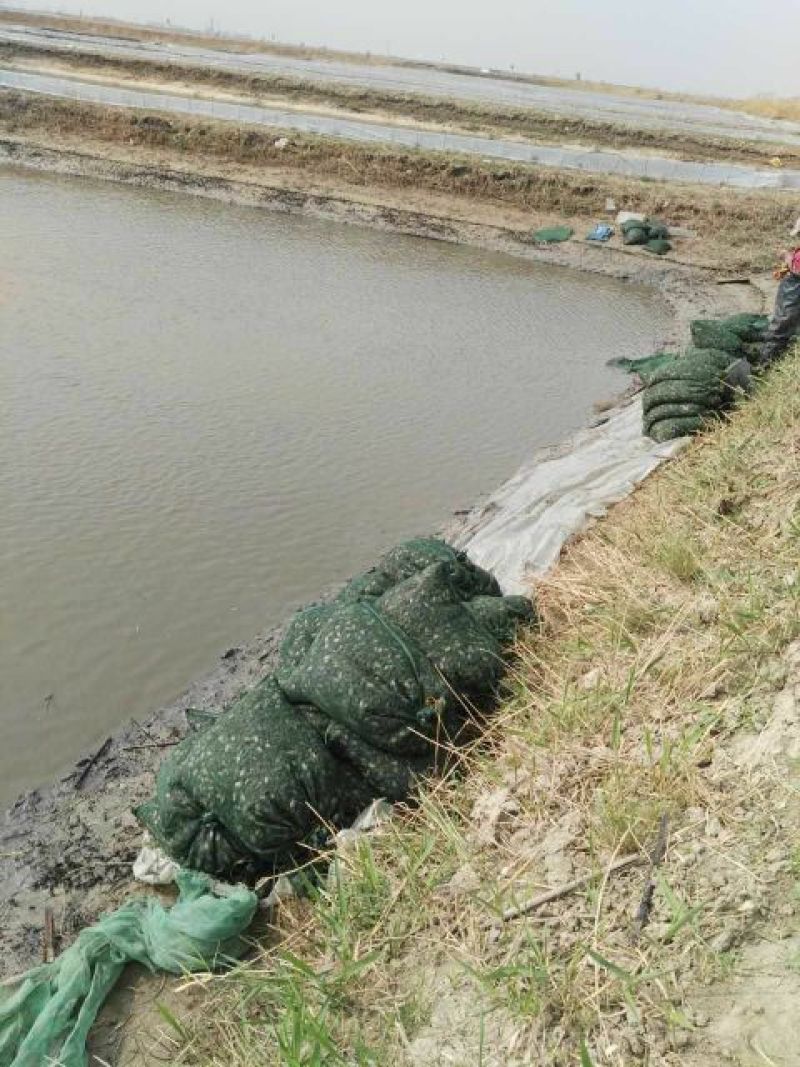 蟹苗扣蟹苗大闸蟹苗