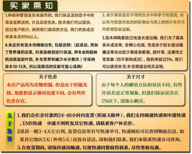 番石榴苗红心芭乐番石榴