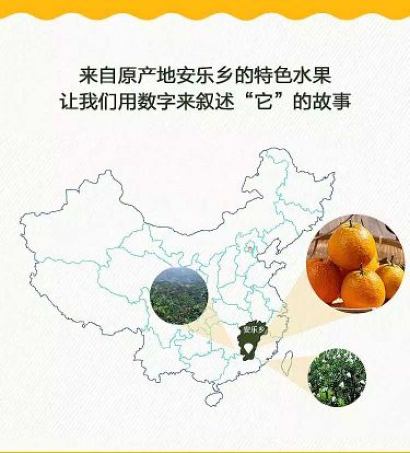 黄果柑1.5~2cm