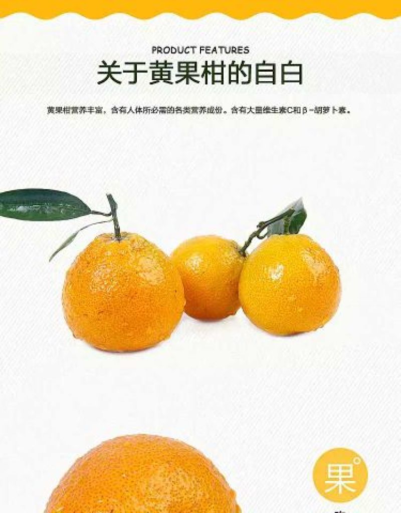黄果柑1.5~2cm