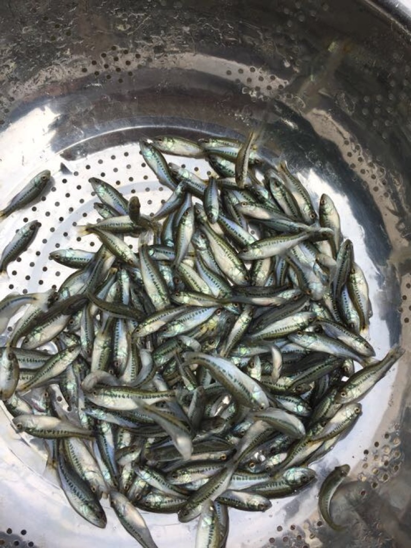 优质加州鲈鱼苗已训化吃饲料规格齐整全国发货包邮包活