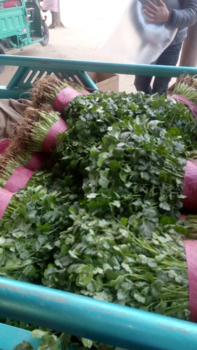 河北邯郸香菜一年四季供应精品香菜，价格合理，质量保证