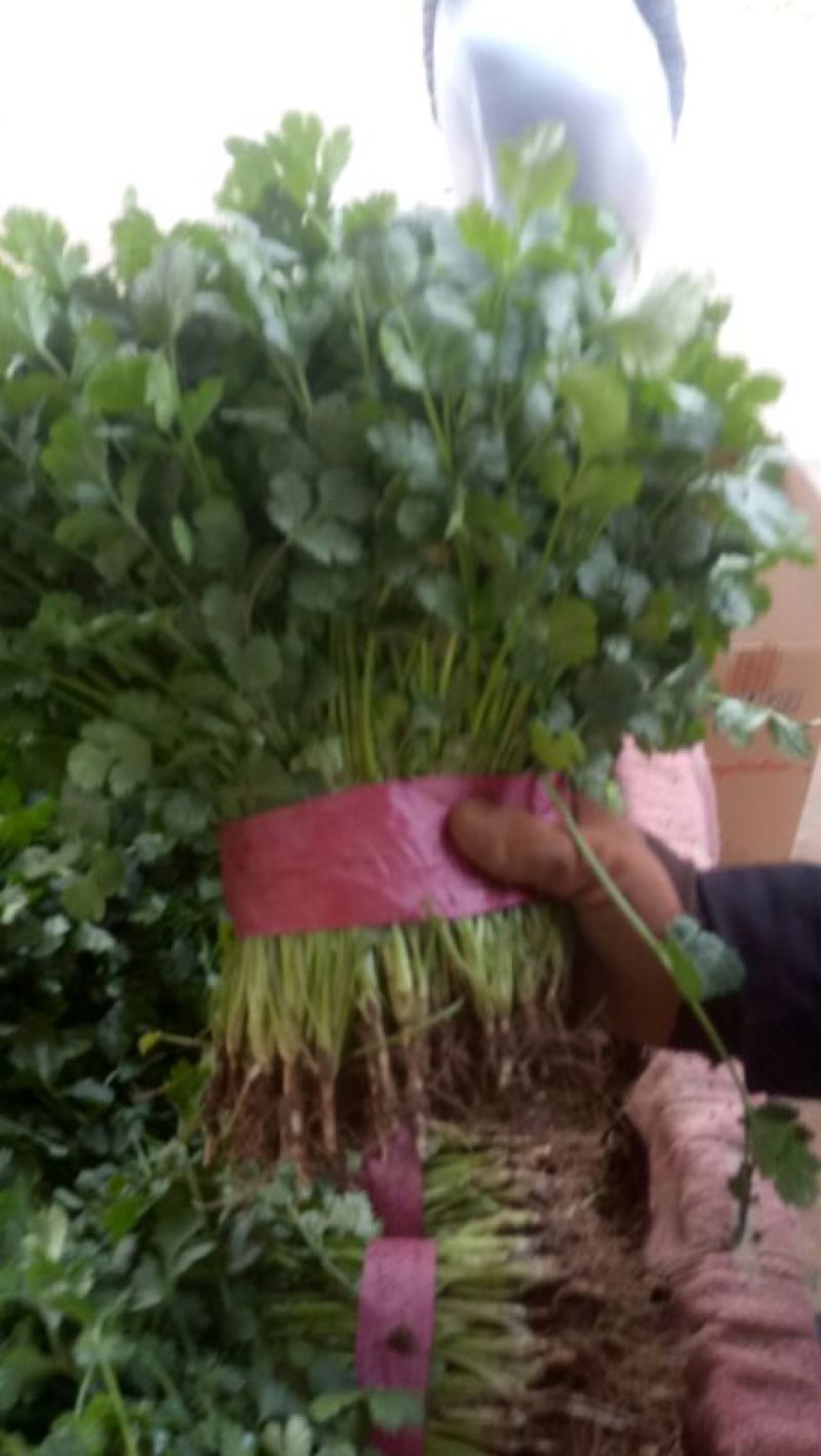 河北邯郸香菜一年四季供应精品香菜，价格合理，质量保证