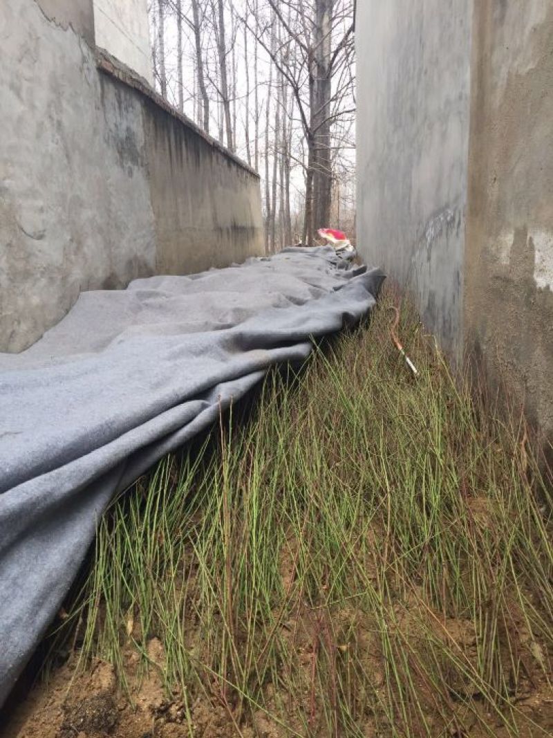 毛桃苗二级苗占地苗嫁接花卉用苗产地直销
