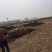 毛桃苗二级苗占地苗嫁接花卉用苗产地直销