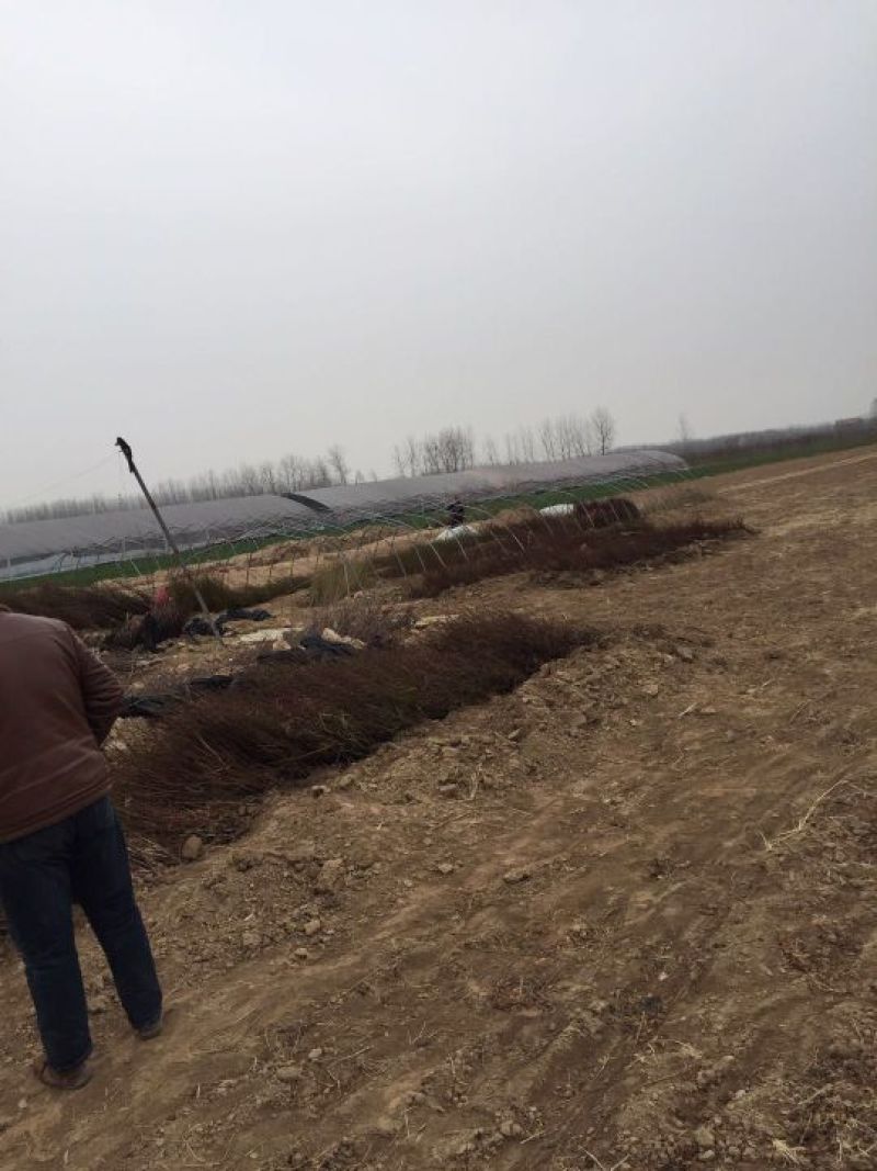 毛桃苗二级苗占地苗嫁接花卉用苗产地直销