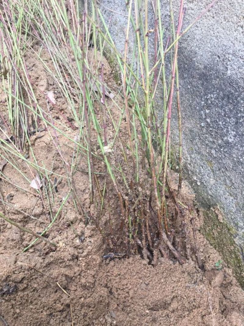 毛桃苗二级苗占地苗嫁接花卉用苗产地直销