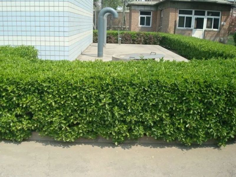 冬青苗量大可以实地考察