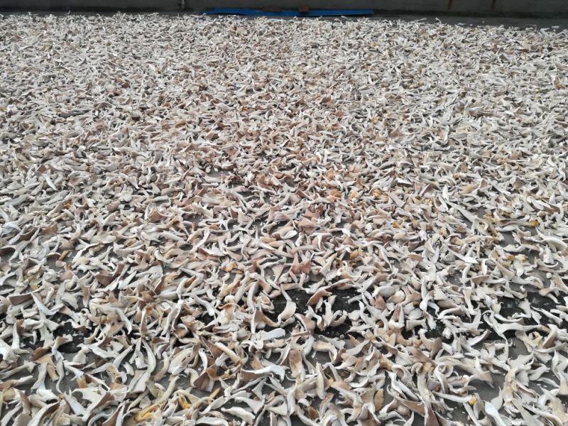 干平菇干度好，杂质少，