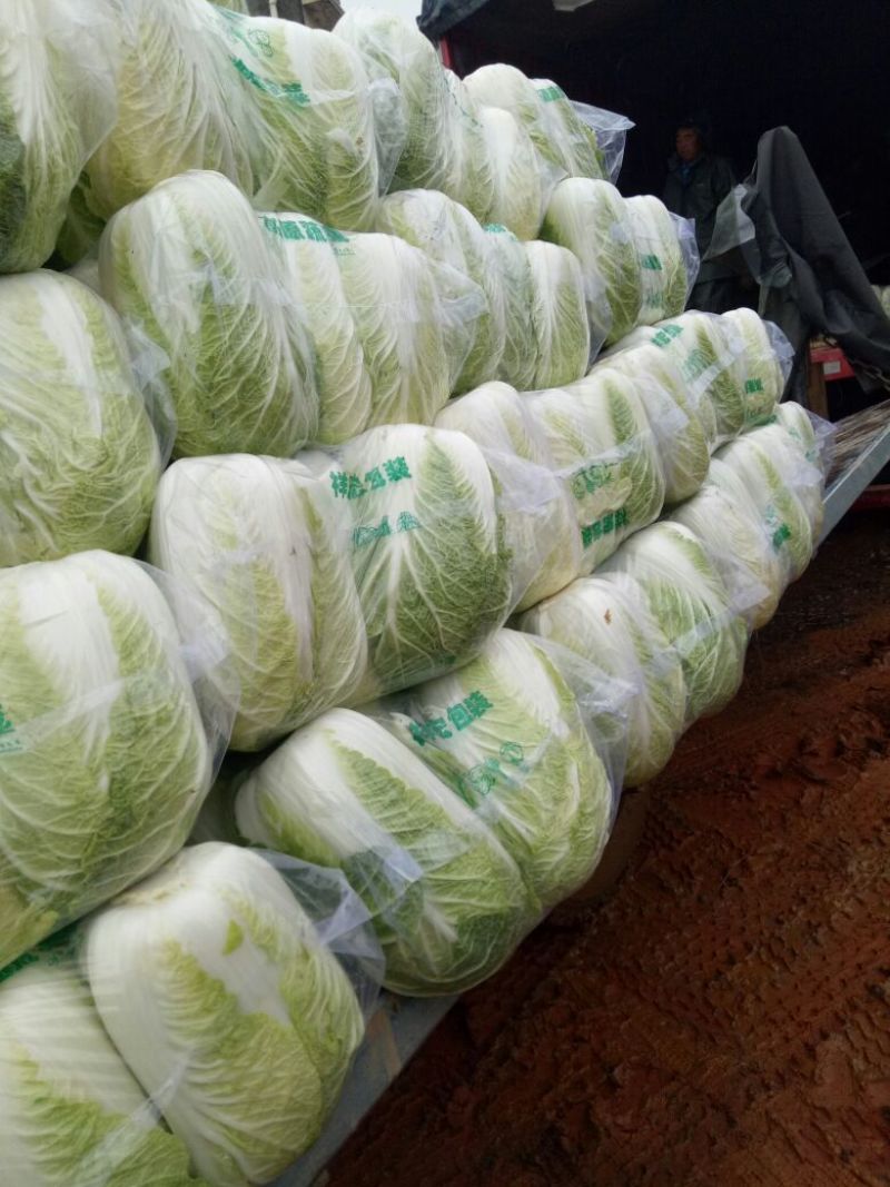 精品黄心大白菜，四至六斤，量大从优，诚信经营