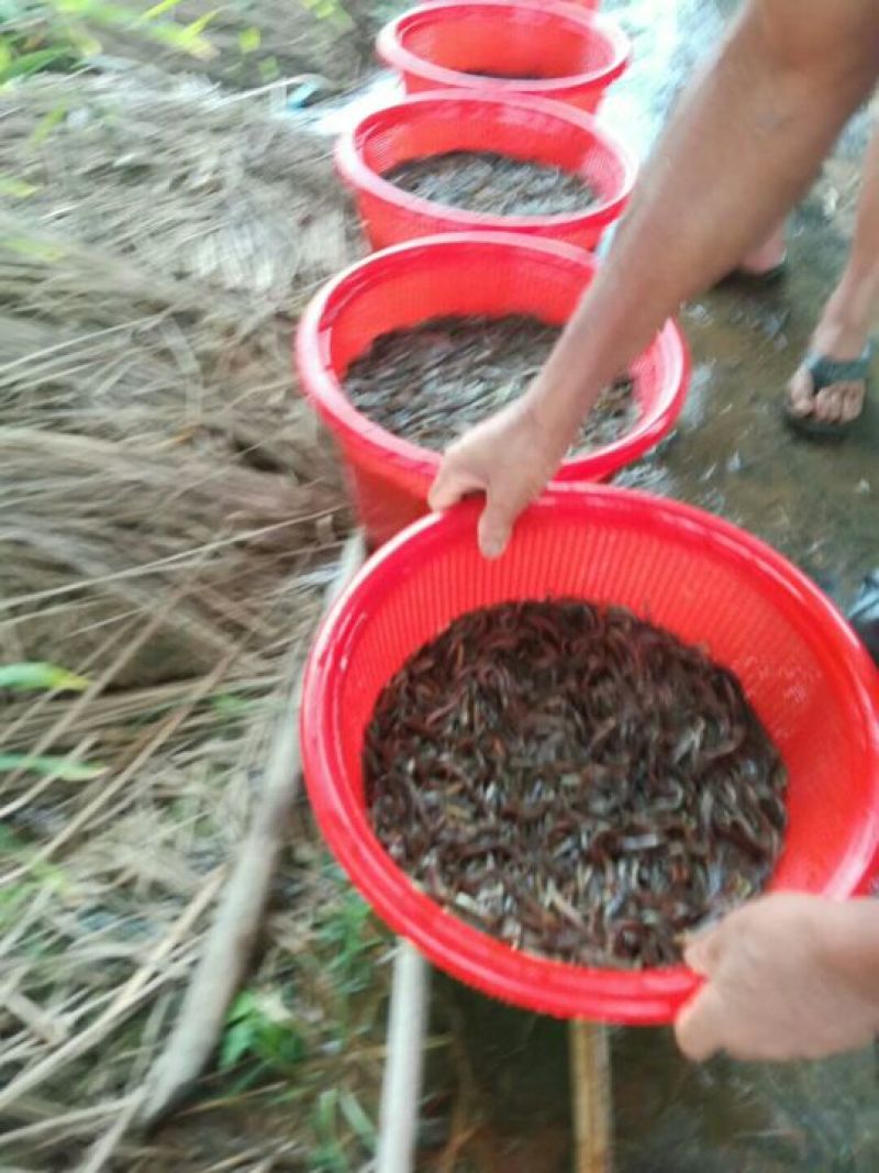 【产地发货】泥鳅鱼苗，台湾泥鳅鱼苗，美国泥鳅鱼苗提供技术