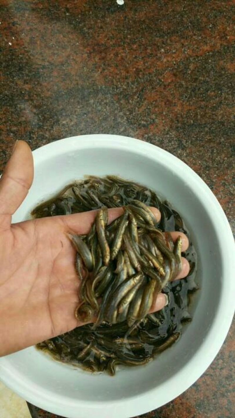 【产地发货】泥鳅鱼苗，台湾泥鳅鱼苗，美国泥鳅鱼苗提供技术