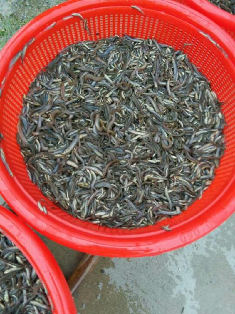 【产地发货】泥鳅鱼苗，台湾泥鳅鱼苗，美国泥鳅鱼苗提供技术
