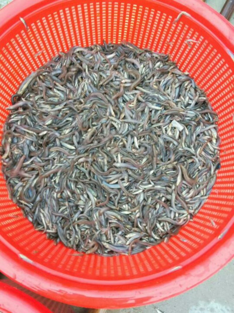 【产地发货】泥鳅鱼苗，台湾泥鳅鱼苗，美国泥鳅鱼苗提供技术
