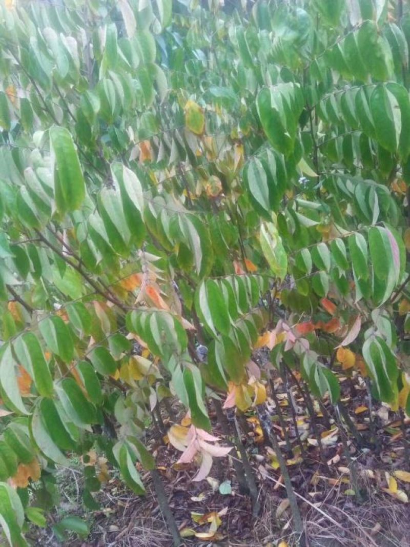 杨桃苗！嫁接苗！规格大小都有