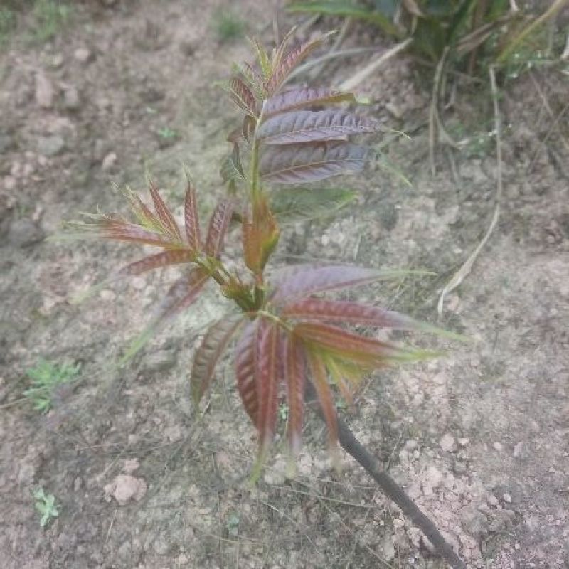 香椿芽20cm以下