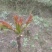 香椿芽20cm以下