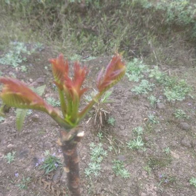 香椿芽20cm以下