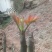 香椿芽20cm以下