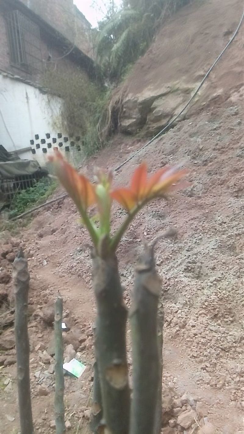 香椿芽20cm以下