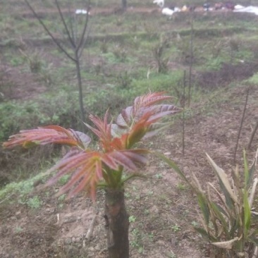香椿芽20cm以下