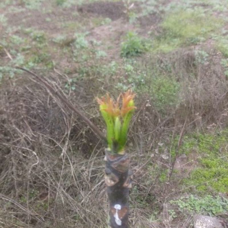 香椿芽20cm以下
