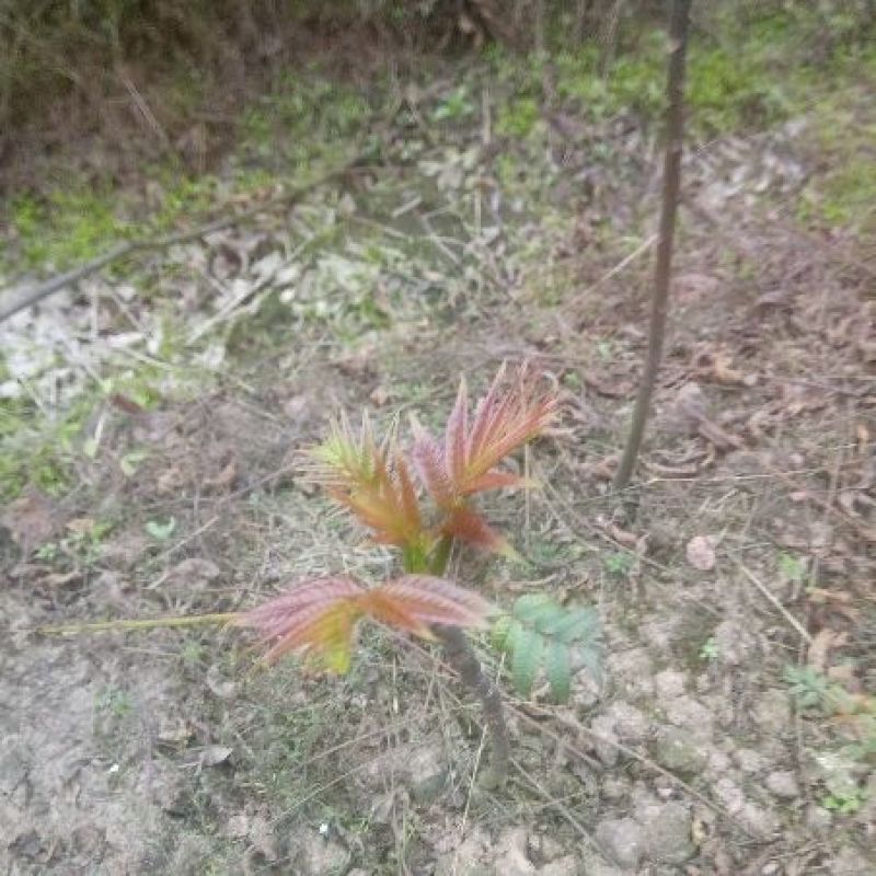 香椿芽20cm以下
