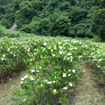 栀子苗60~70cm高度