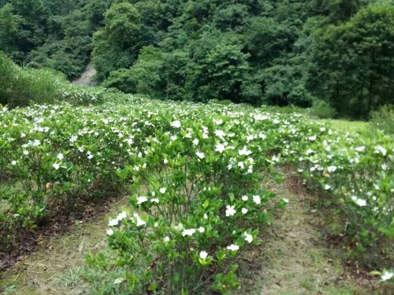 栀子苗60~70cm高度