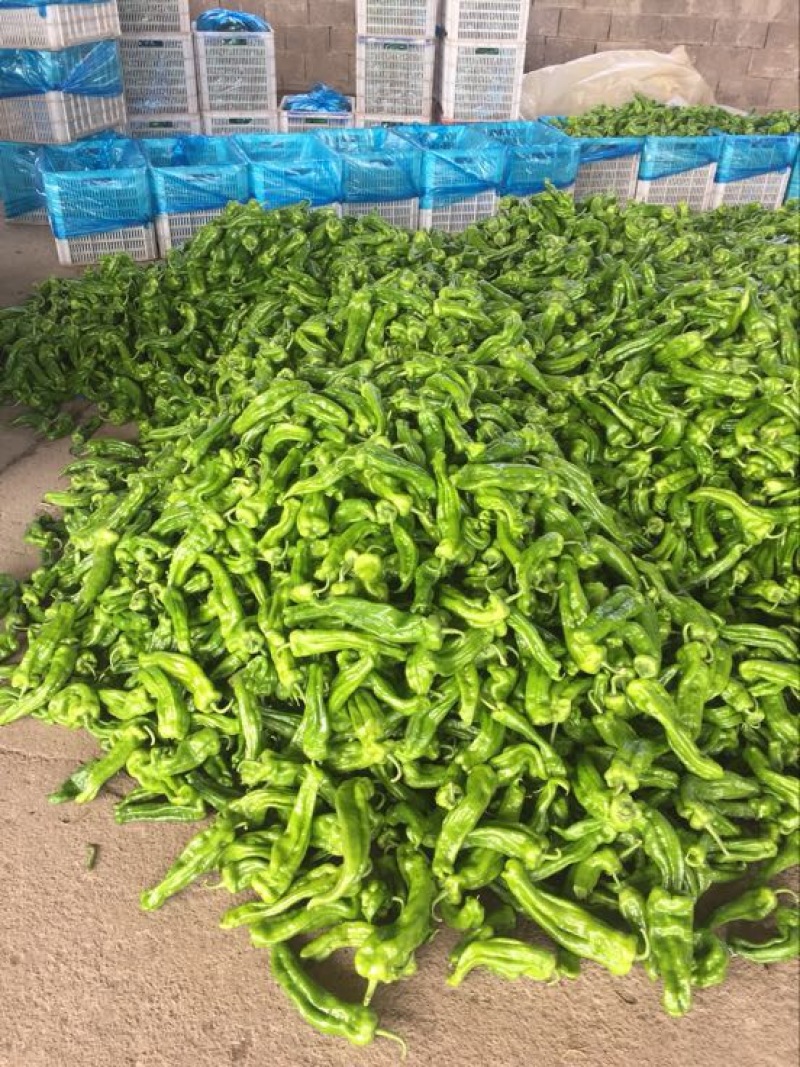 洛椒301兰陵辣椒，苏椒