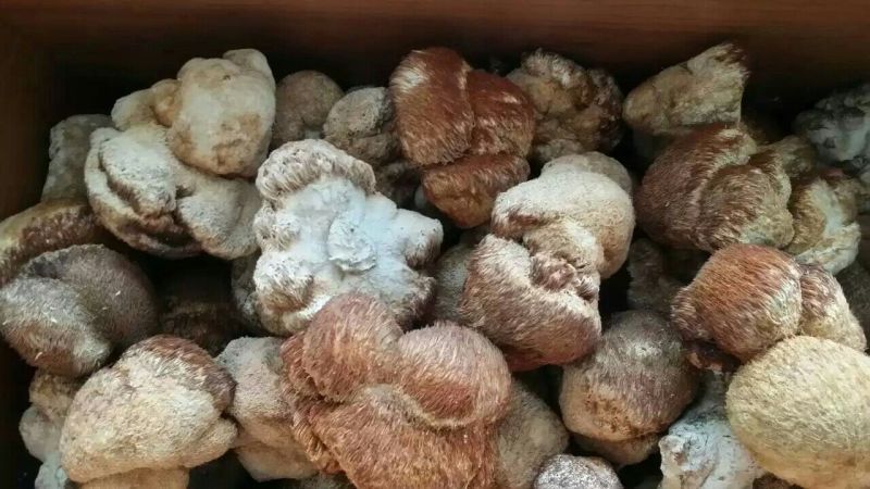【自产自销】东北猴头菇干货长白山特产农家深山野生猴头菇