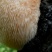 【自产自销】东北猴头菇干货长白山特产农家深山野生猴头菇