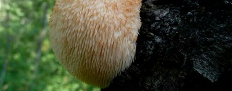【自产自销】东北猴头菇干货长白山特产农家深山野生猴头菇
