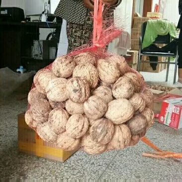 核桃25~30mm去皮干