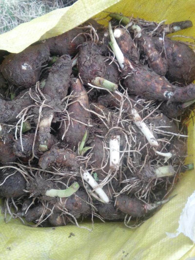 福建槟榔芋种，乐昌芋种。