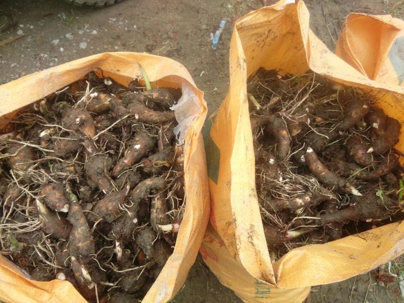 福建槟榔芋种，乐昌芋种。