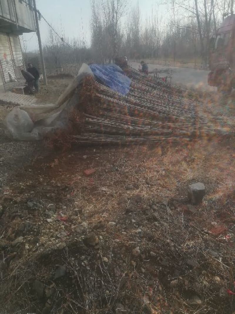 杨树苗2公分带土！黄金根！成活率高！