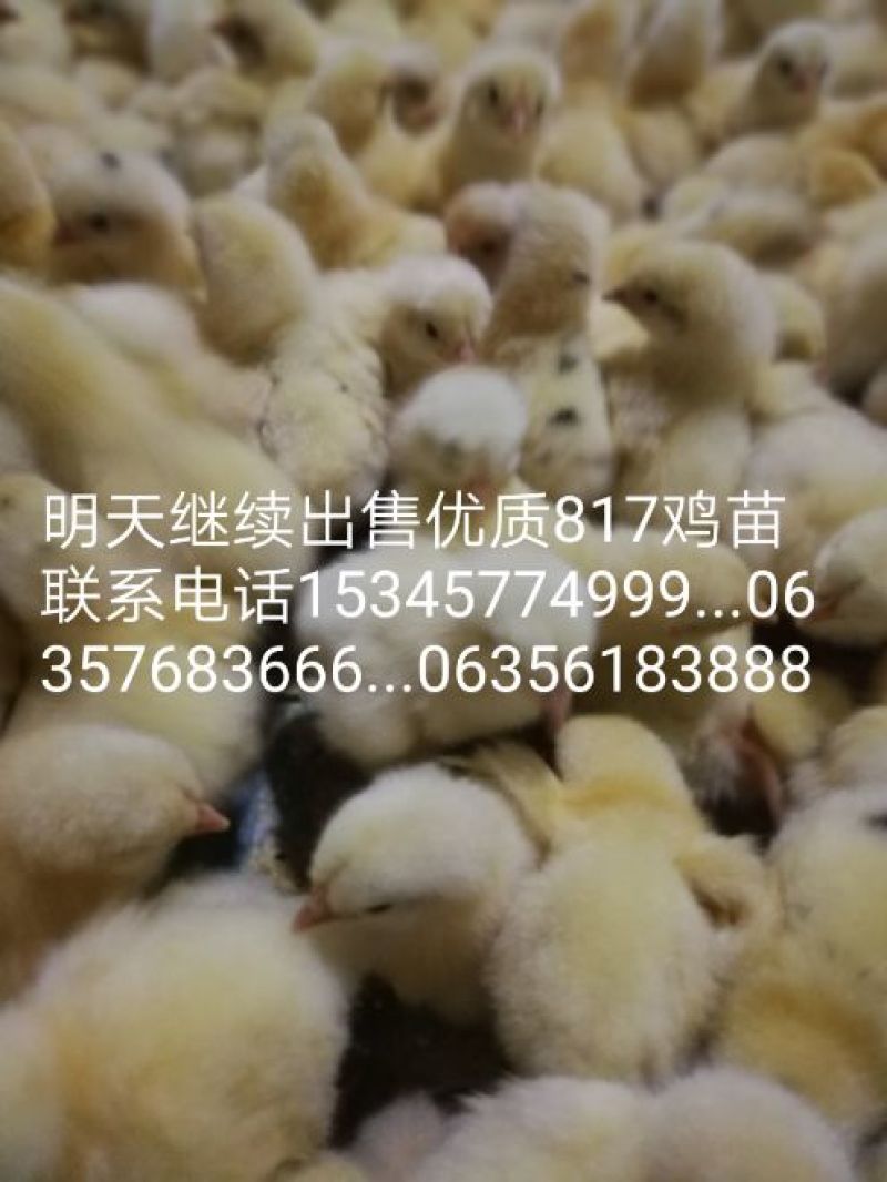 817肉杂鸡苗35~45克出壳苗通货