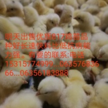 817肉杂鸡苗35~45克出壳苗通货